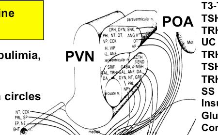 Hypothalamic hypometabolism PVN M POA T3-T4 (low) TH (low /