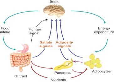 Overall regulation of energy balance. Ghrelin is the only known hunger signal arising from gut. All other input from the GI tract signal satiety.