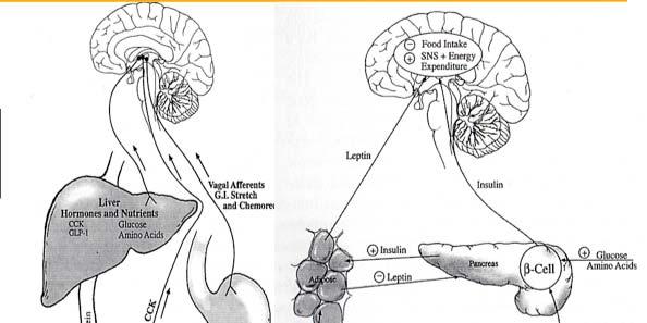 ensory stimuli to NT, PBN and cortex.