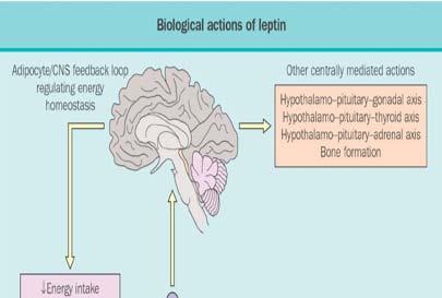 Leptin and food intake e.g.