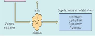 expenditure Leptin acts centrally (e.g.