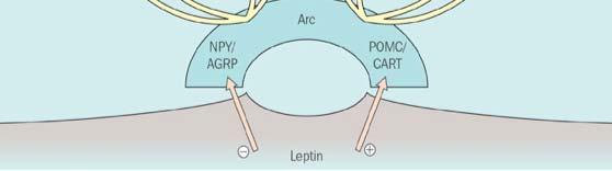 leptin inhibits food intake and stimulates energy expenditure CN receptors for leptin are located in the AR/M (3V) and