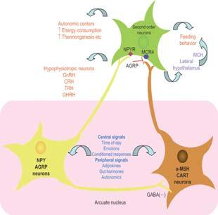 Leptin and food intake Main central pathways regulating the effect of leptin on food intake Leptin