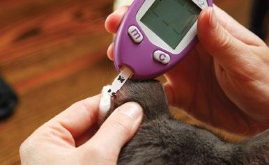 to test strip for up to 60 seconds, resulting in fewer wasted strips Human meters underestimate blood glucose levels in pets.