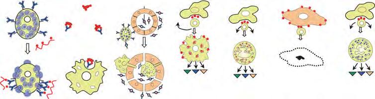 Antibody (I III) and T cell-orchestrated hypersensitivity reactions (IVa d) Type I Type II Type III Type IVa Type IVb Type IVc Type IVd Immune reactant IgE IgG IgG IFNγ, TNFα (T H 1 cells) IL-5,
