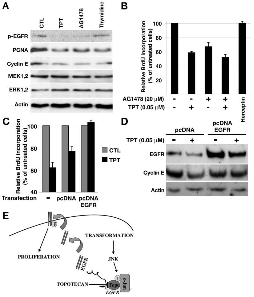 VOL. 25, 2005 Topo I REGULATES EGFR EXPRESSION 5049 FIG. 7. Inhibition of EGFR expression is a novel mechanism by which topotecan inhibits cancer cell proliferation.