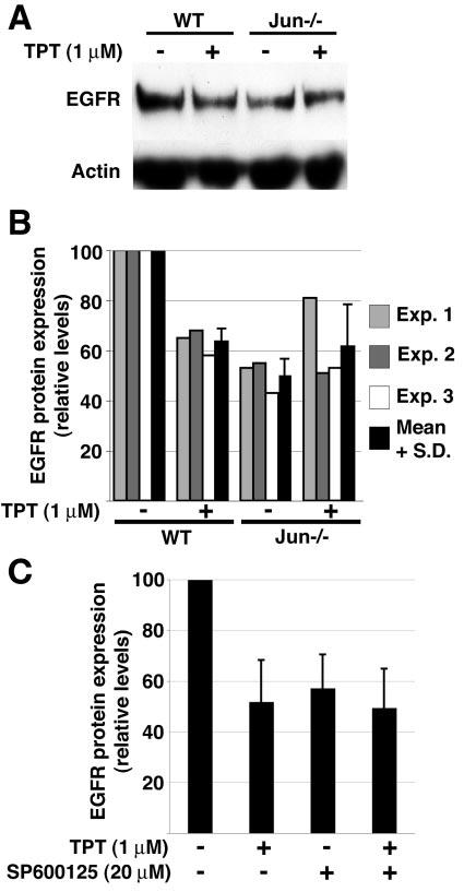 VOL. 25, 2005 Topo I REGULATES EGFR EXPRESSION 5045 This can be explained by selective stalling of the elongating RNApolII by topotecan only in genes to whose promoters Topo I has been recruited by a