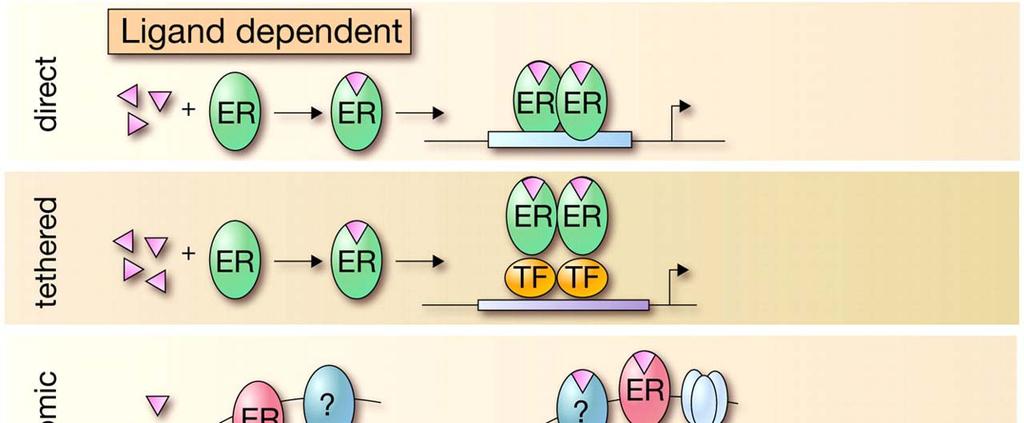Figure 2. Four different pathways of ER action: The classical (direct) pathway includes ligand activation and a direct DNA binding to estrogen response elements (ERE).