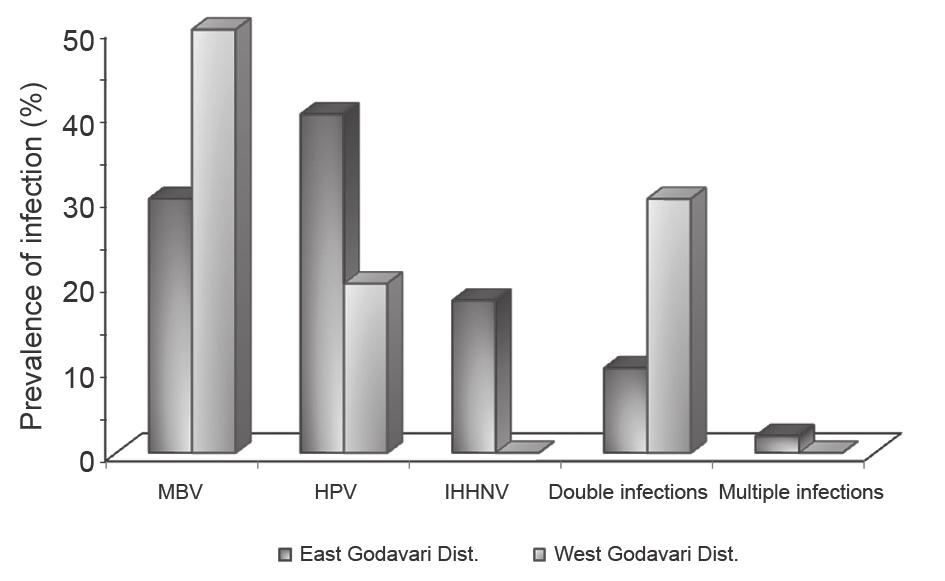 (2004) made investigations on the occurrence of MSGS in relation to the viral pathogens viz., MBV, HPV and IHHNV and found that the disease was not correlated with these viruses.
