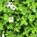 BACOPA Used for generations in traditional Ayurvedic medicinal blends, bacopa is a powerful antioxidant and