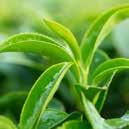 Featured in: MicroLife Neuro GREEN TEA EXTRACT One of the most proven herbals today, green tea delivers an