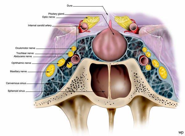 Skull Base Tumor Contouring: The Cavernous sinus Cavernous Sinus =
