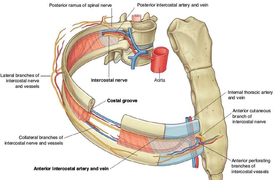 Origin: Intercostal Nerves Ventral rami of T1-T12 spinal nerves T1-T11 = intercostal nerves T12 = subcostal nerves Fibre types: GSE: Intercostal muscles GSA: peripheral diaphragm GVE: