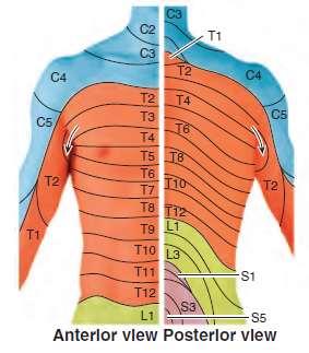 nerves and vessels run between the 2 nd and 3 rd layer of intercostal