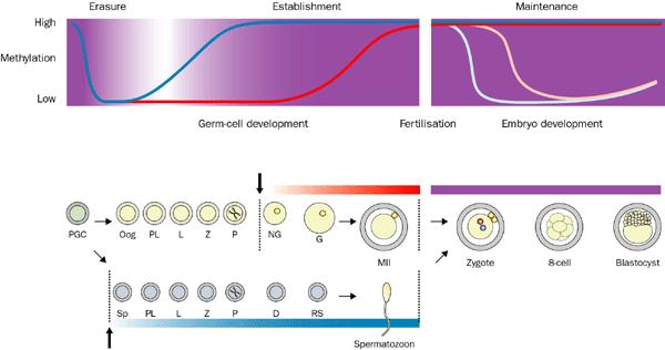 Imprinting in gameto and embryogenesis