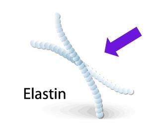 Elastic fibers are present in different concentrations in all of the connective tissues proper.