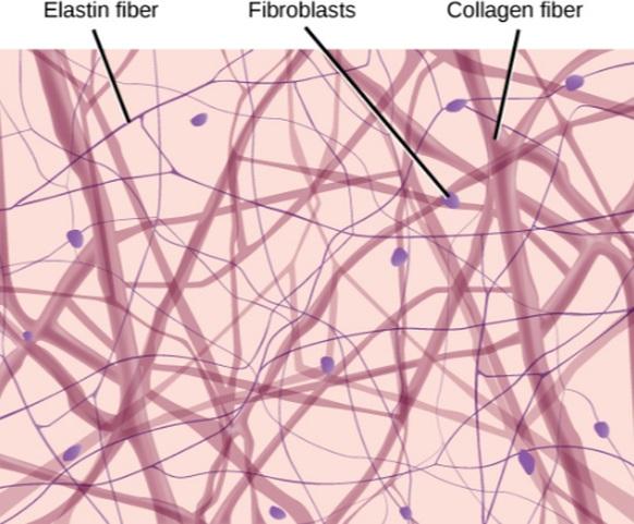 The matrix of connective tissues is made up of three types of fibers. The amounts and density of collagen fibers, reticular fibers, and elastic fibers.