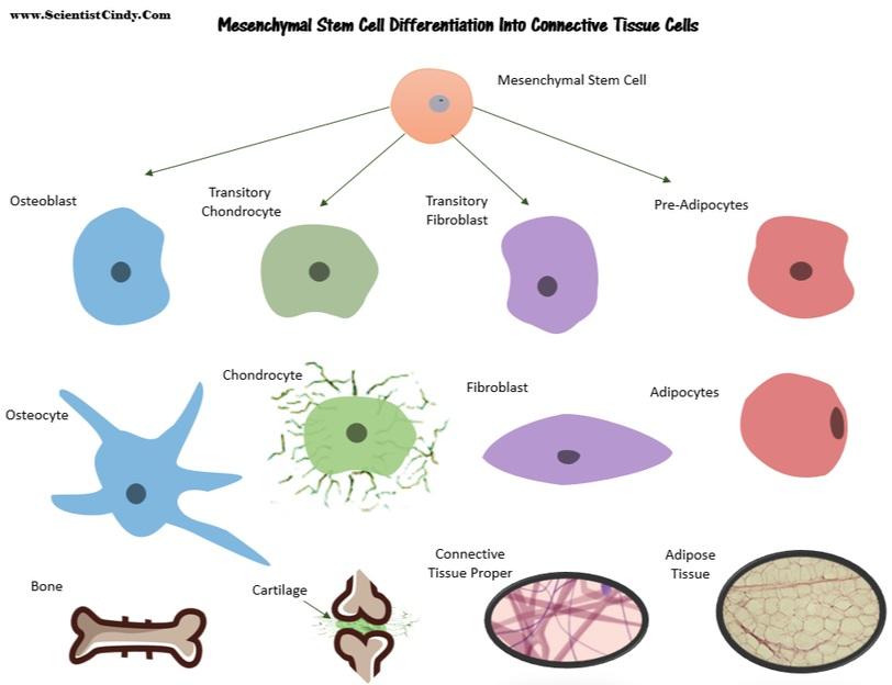 The origin of blood cells - Blood cells are also considered connective tissue, but they are derived from hematopoietic stem cells that are made in your bone marrow which was derived from mesenchymal
