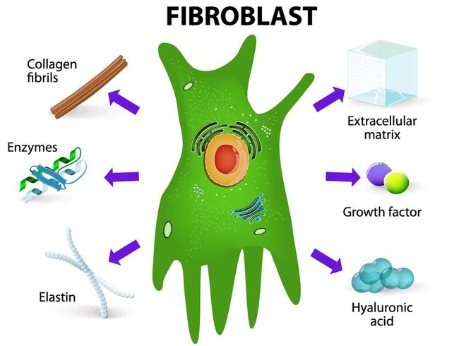 The primary cell type in connective tissue proper is the fibroblast.