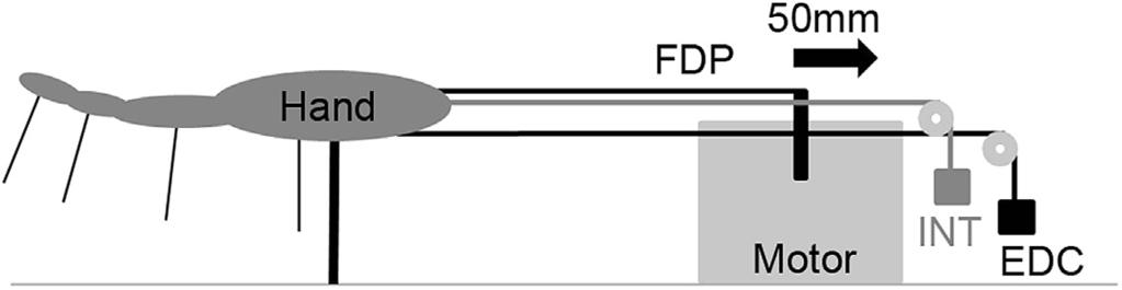 INTRINSICS CONTRIBUTION TO FUNCTIONAL GRASP 2095 FIGURE 1: Experimental setup. The FDP tendons are moved by the motor and the intrinsic muscles (INT) and EDC are subjected to fixed loads. TABLE 1.