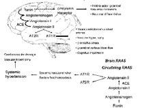 (RAAS) has an important role in the pathophysiology of cerebrovascular diseases. Modulation of the RAAS for primary and secondary stroke prevention seems an appealing strategy.