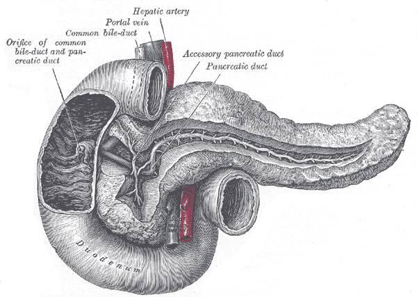 Pancreas: fundamentals The pancreas is both Endocrine organ made up of the