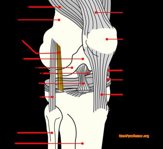 Anatomical Description: The knee is a hinge joint, or a ginglymous joint, that connects the upper part of the leg to the bottom half of the leg.