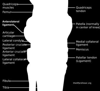 It is capable of flexion, extension, and minimal amounts of rotation. The kneecap, or patella, joins the quadricep to the tibia.