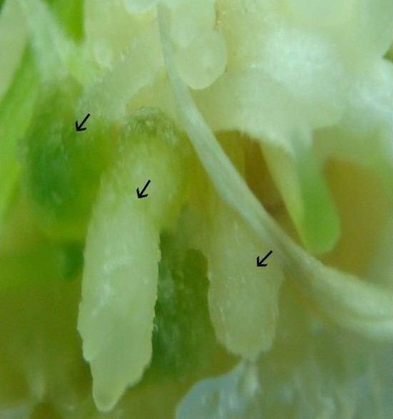 Two-three weeks old rhizome-callus started to produce embryos; at early stage the embryos looked like white ovoid structures with or without root axis, delicately attached to the mother callus