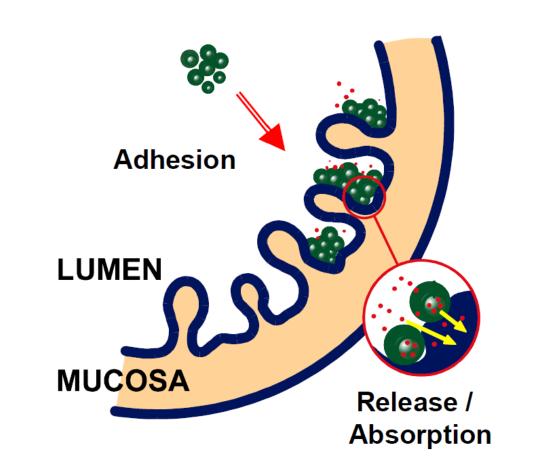 Muco-adhesive polymer: Bio adhesion is the mechanism by which two biological materials are held together by interfacial forces.
