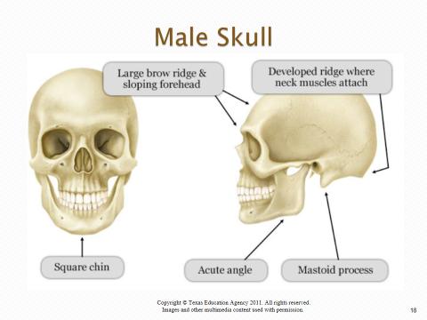 5. Describe the difference between a female and a male pelvis - Male: Narrow pelvic opening; long, narrow sacrum, acute (less than 90deg) subpubic