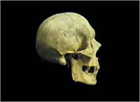Describe identifying characteristics of the Negroid skull Cranium projected outward, wide nasal cavity, and square eye orbits 10.