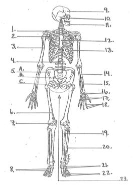 27. Name the bones - phylanges (2) 18 & 22 femur - 6 tibia - 19 fibula - 20 humerus - 3 radius - 14 ulna - 15 carpals - 16 metacarpals - 17 tarsals - 21