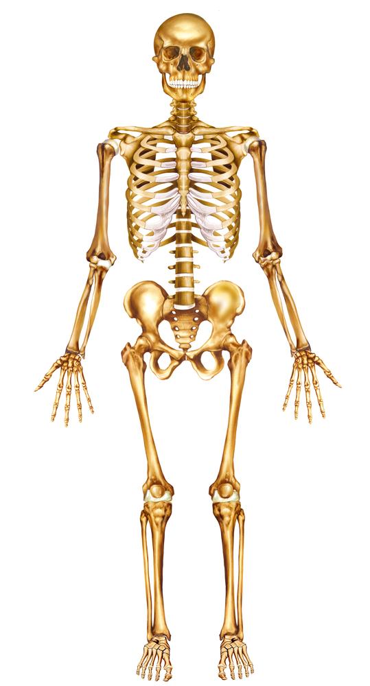 Anatomical Position Position of the body, either standing or lying, with the arms arranged straight along the side and the palms of the hands facing forward.