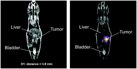tracer (RIP-Tag mouse model) HE Autoradiography Blocked Autoradiography Reubi, 2003, Eur J Nucl Med Mol
