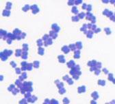 (rod-shaped) Coccus