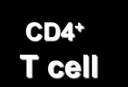 CD4 +  APC T