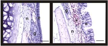 Interspecies Differences in the Severity of HSCB Induced Mucous Cell Metaplasia at ne Day after Exposure Proximal Nasal Tissue Sections Distal Species T1 T2 T3 T4 Rat Mouse - - Hamster - - - HSCB