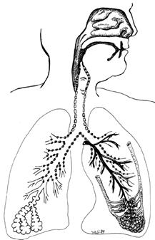 Comparative Anatomy of the Respiratory Tract Rat Human Nasal Airway