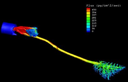 Future Studies: Multi Scale Modeling for Airway Dosimetry Rat vs. Human Nasal Breathing 0.6 ppm Acrolein 434 ml/min flow 0.6 ppm Acrolein 13.8 L/min flow Slide courtesy of Dr.