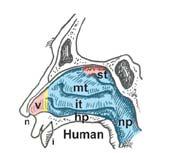 Comparative Anatomy of Nasal