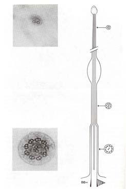 (Receptor Cells) Dendrite: Knob and Cilia 0.