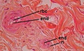Arteriole end = endothelial cell nucleus e n =