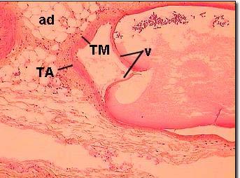 Venous Valve in Medium Vein ad = adipose tissue TA