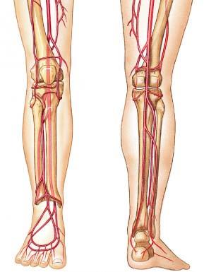 Lower Leg Femoral Popliteal Fibular Dorsalis