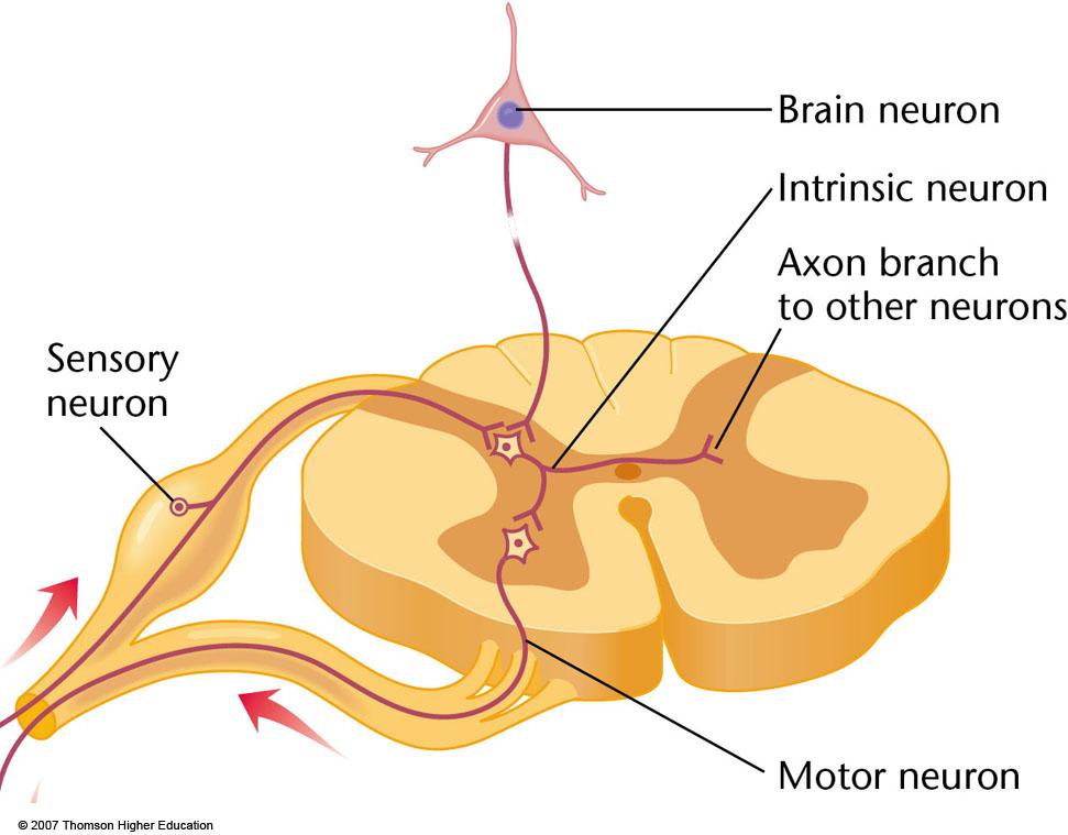 Some Relative Terms about Neuronal Connections: 1) PRESYNAPTIC vs.