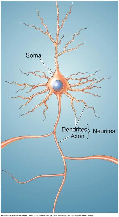 only a small percentage of neurons become darkly