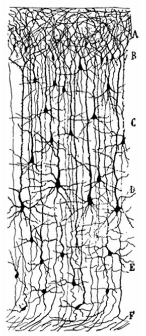 This drawing by Santiago Ramon y Cajal first appeared in volume two, part two of Cajal's Textura del Sistema Nervioso del Hombre y de los Vertebrados, published in Madrid in 1904.
