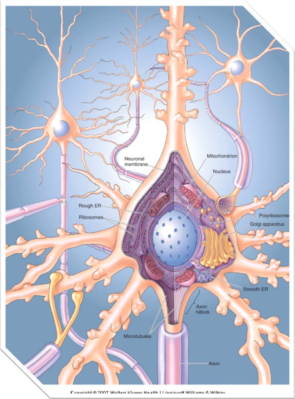 Neuron internal view Neuronal membrane Mitochondrion Rough ER Ribosomes
