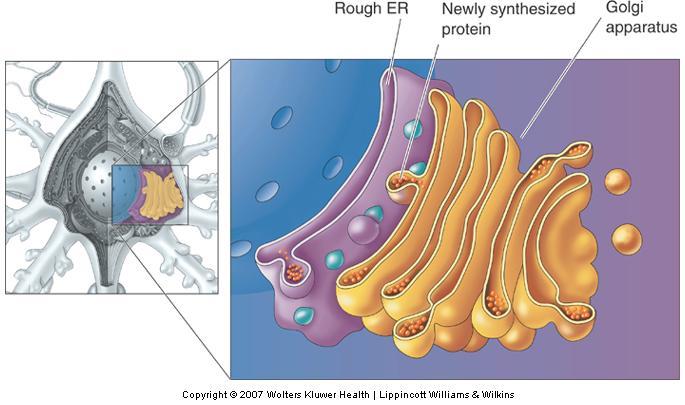 Smooth ER and Golgi Apparatus Sites for preparing and sorting proteins for
